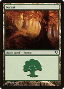 Forest (243) (AVR-243)  Foil - Avacyn Restored
