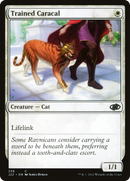 Trained Caracal (J22-256)  - Jumpstart 2022